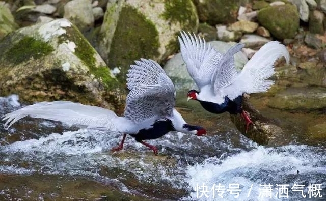 白鹇|白鹇鸡!太美了!