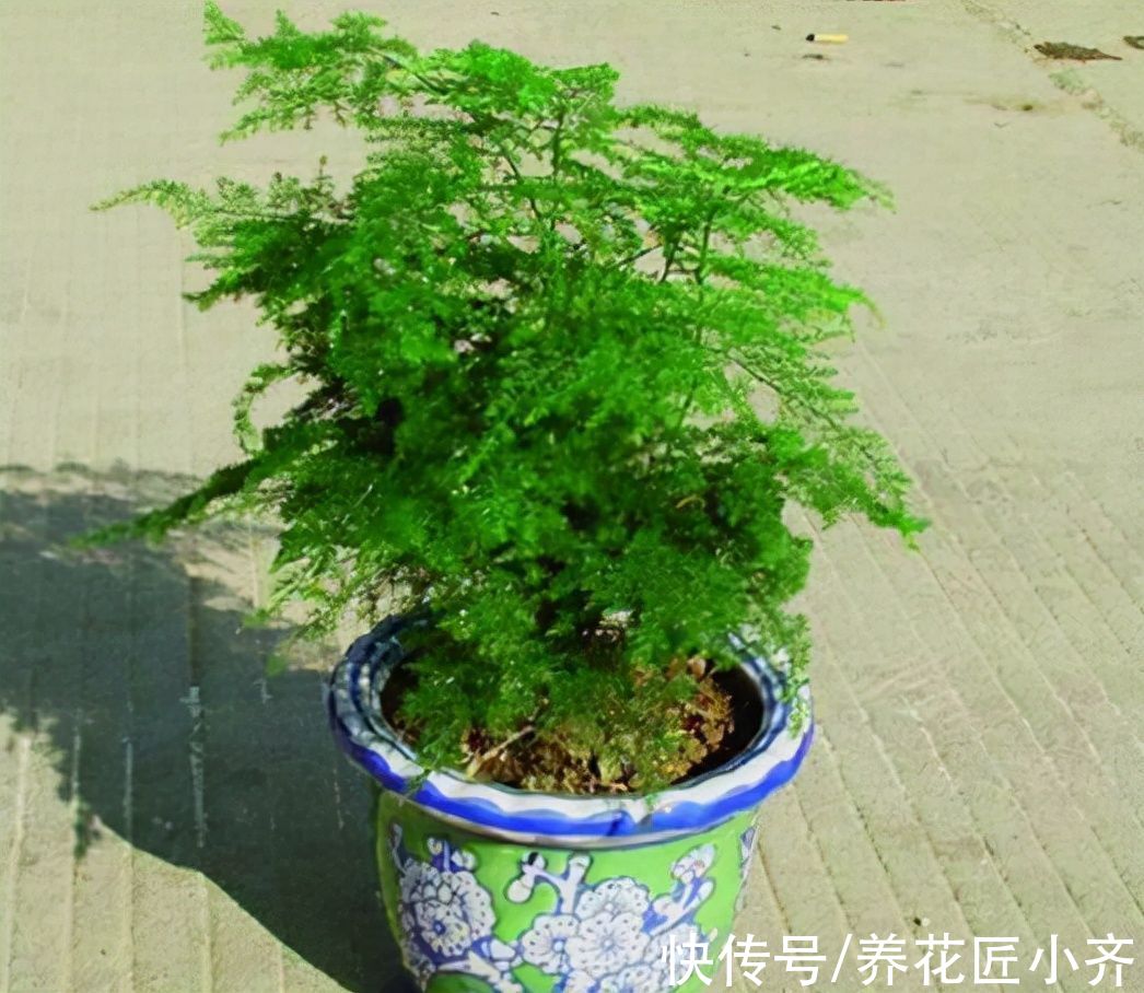 黄叶|文竹始终养不好?改变“方法”养养看,黄叶不再有,油绿又茂盛