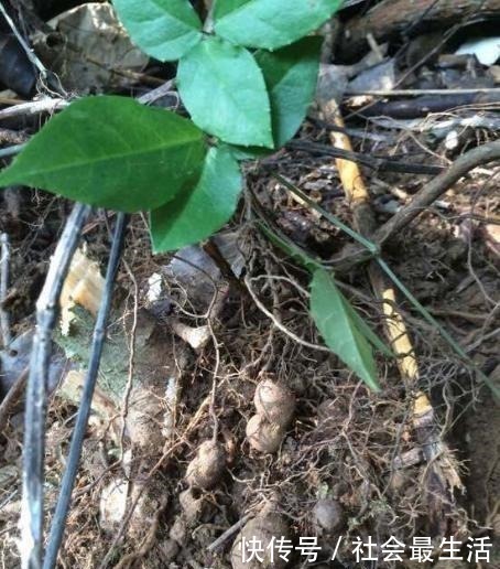 人参|山林里一青藤能长“土老鼠”,放牛娃挖来玩,老人说它比人参贵!