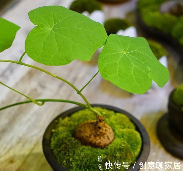插土就能活!大半个月不用浇水,繁殖掐枝就能活,适合懒人