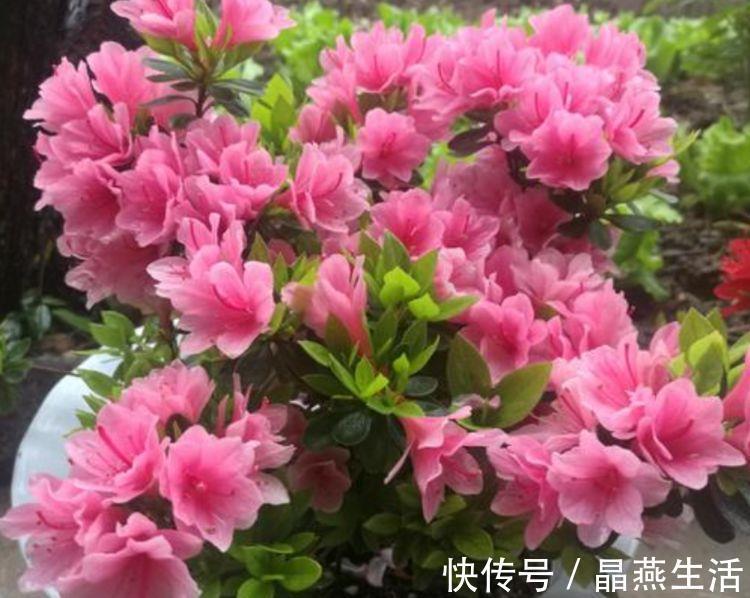 三角梅|4种花堪称贵族,开花时如梦如幻,尊贵大气,漂亮好养