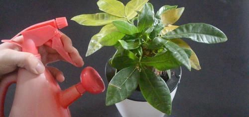 橘子皮|花生壳和橘子皮放在一起，这个用途太实用了，看完尽快提醒家里人