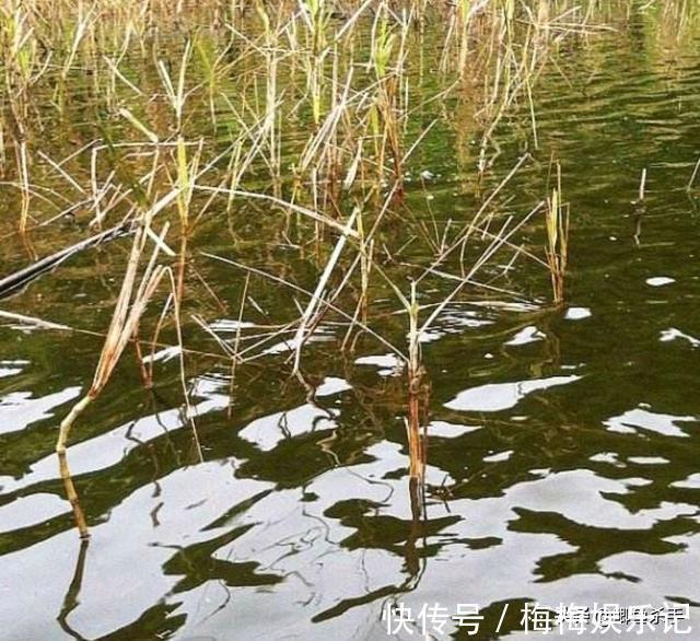 栖息|别再抢老钓位了,“秋老虎”鱼儿都藏在这,选这垂钓事半功倍