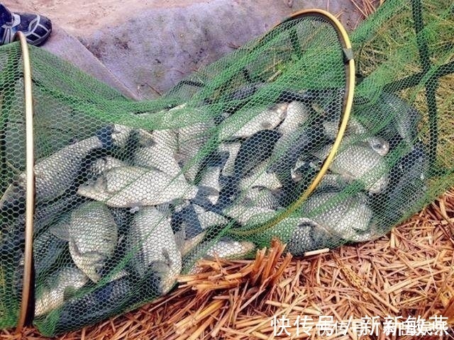 了解鲫鱼吞饵的3个步骤,方可准确提竿,成天爆护而归