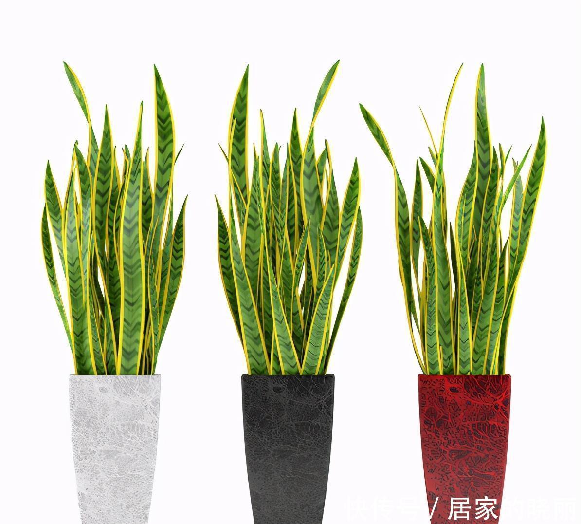 施肥|虎皮兰作用多,养护技巧也简单,这么好的盆栽谁不喜欢