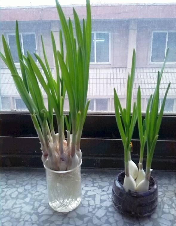 水里|厨房5种“再生菜”,菜头别扔,插水里变盆景,长得飞快,再炒菜