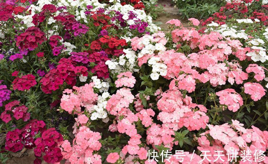 有个小院子，定要种上2种漂亮花，开出一片花海，美极了