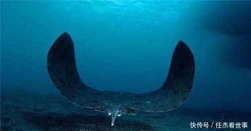 日本潜艇深入海底1万米,捕捉到的一海洋生物,给人类敲响了警钟