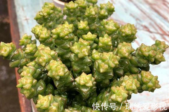 新手|公认的叶插能力很强的10种多肉,新手放心养,轻松变成多肉大户