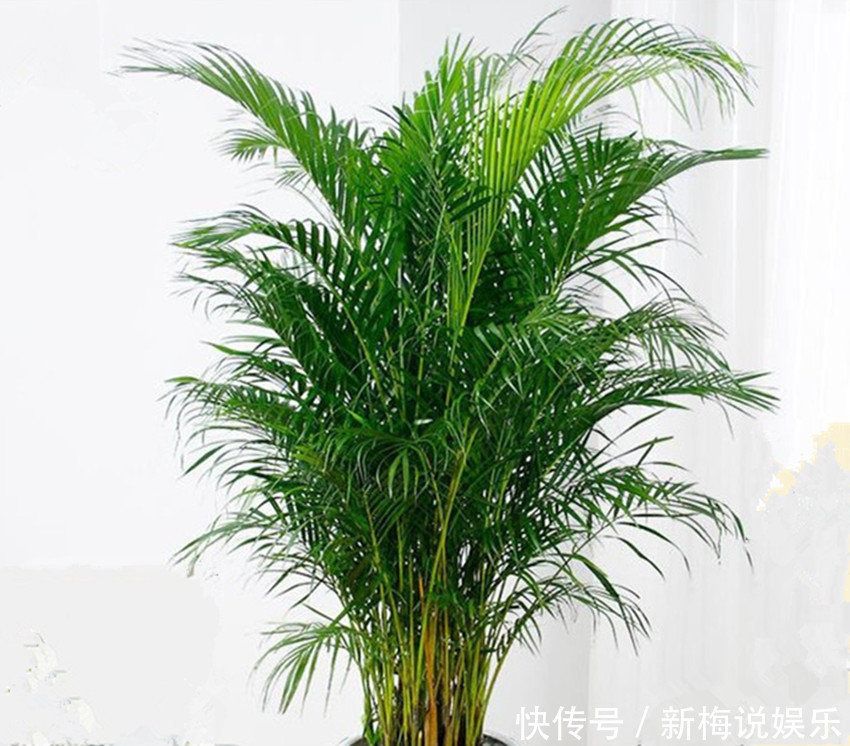 君子兰|六种盆栽,除甲醛、净化环境还招财,室内放一盆高端大气上档次