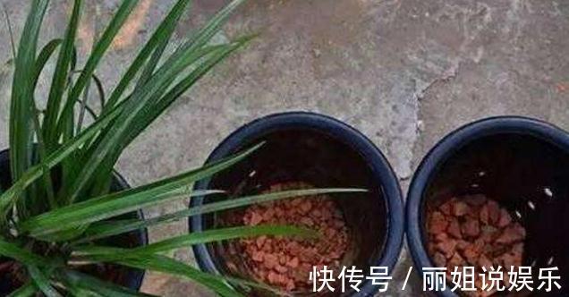 盆栽花卉什么时候换盆好,盆栽花卉换盆有哪些注意事项