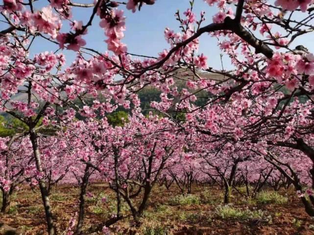 横财|财运旺到爆棚，4大生肖1月7日-2月7日，家人安康，喜事天降