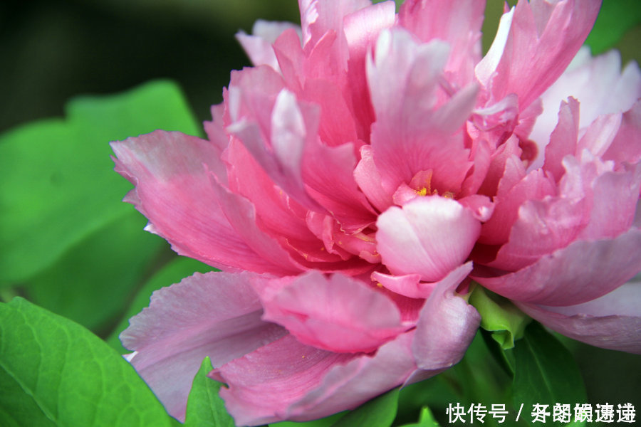 芙蕖|刘禹锡的一首牡丹诗,短短4句,完美诠释了什么是“国色天香”