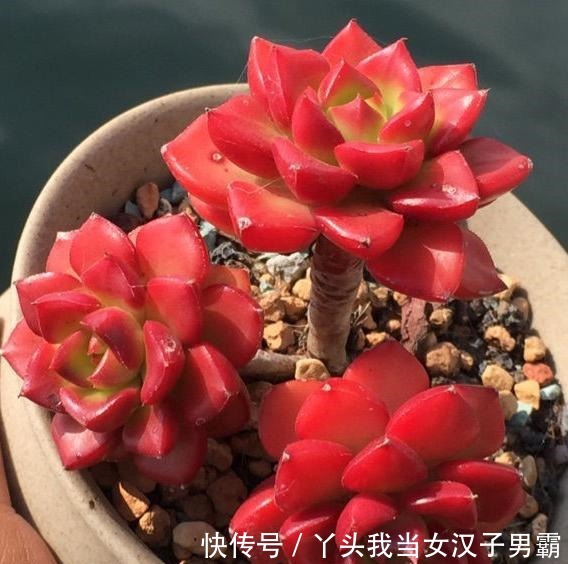 原来可以把蒂亚“虐”这么红,4点掌握了,你养的蒂亚一样红!