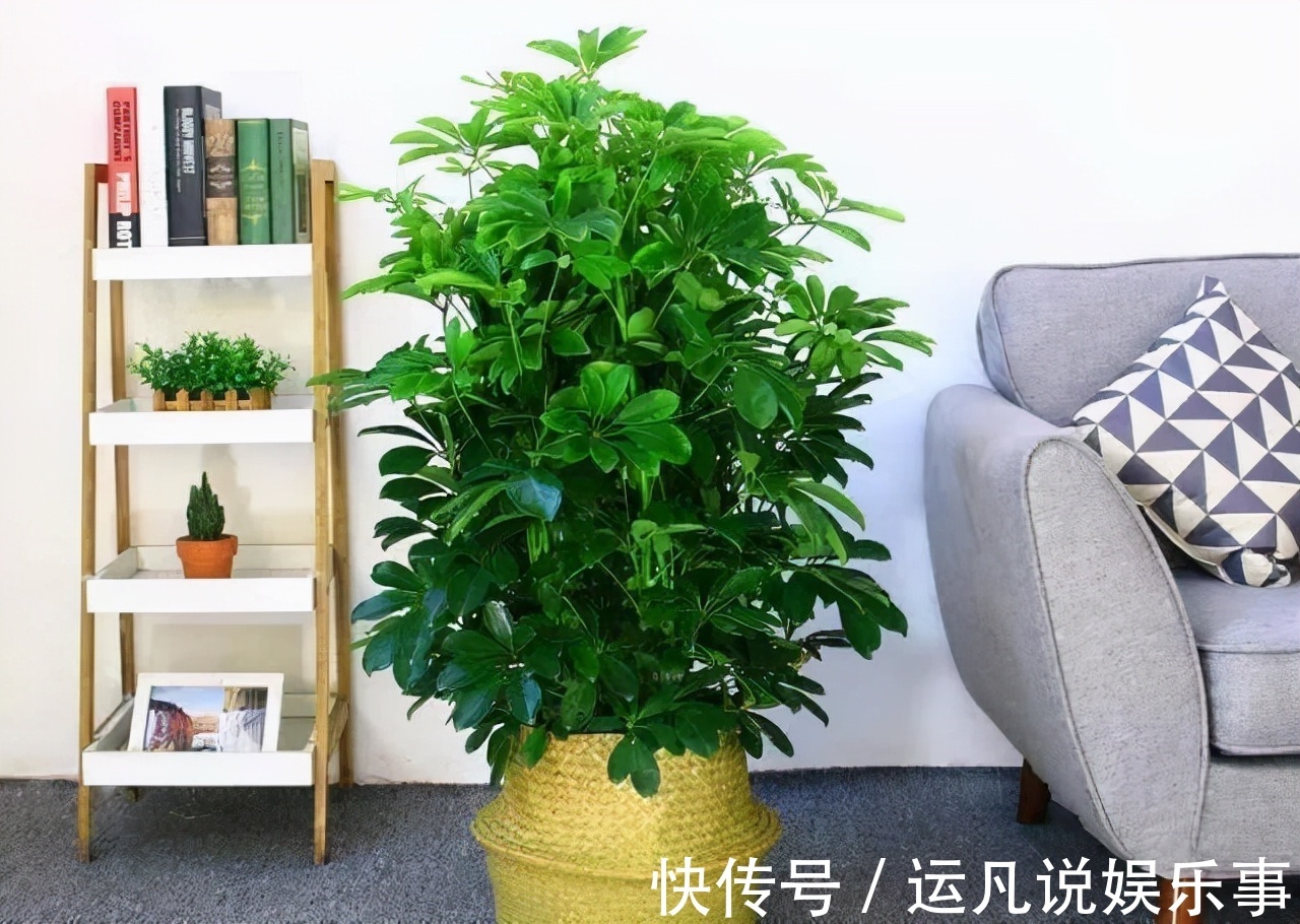 发财树|10种健康花，适合养客厅，吉祥有品味，关键个个都是净化高手