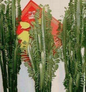 适合懒人养的“怪花”，1个月不浇水，反而还开花更猛了