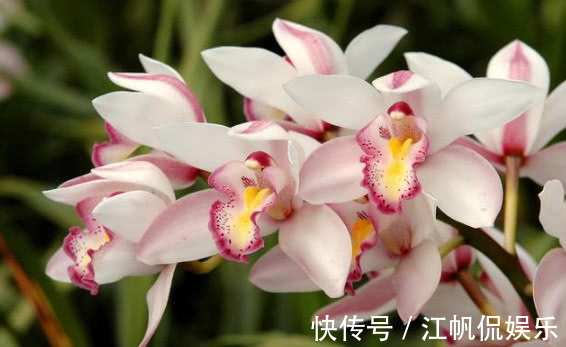 此花一养就喜欢上它,好养漂亮,开花就爆盆,香味十足,女生必选