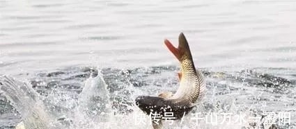 漂相|钓鱼这样识别漂相，中鱼率大大提升！