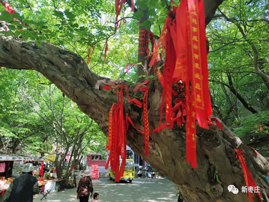 上海大世界吉尼斯总部|这里是“中国石榴之乡”，十一假期来枣庄这里看美景、品石榴