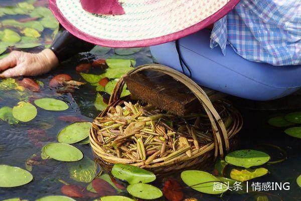 天仙米|大山里的五大“宝贝”，吃过4种算你厉害！最后一样你肯定没吃过