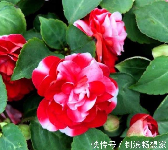 家里就养“4种花”,给点阳光就灿烂,人见人爱,养100盆也不多!