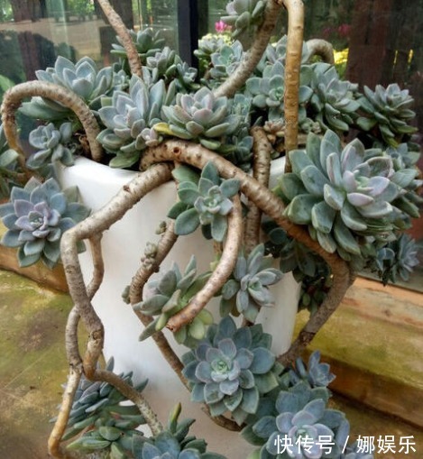 黄泥土|新手养多肉就选冬美人,注意这三点,简简单单养爆盆,美丽极了