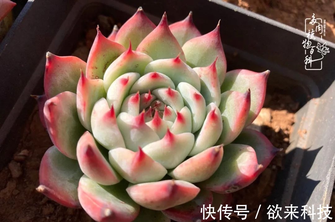 柴米油盐的日子,养几盆多肉吧,为生活添几抹色彩!