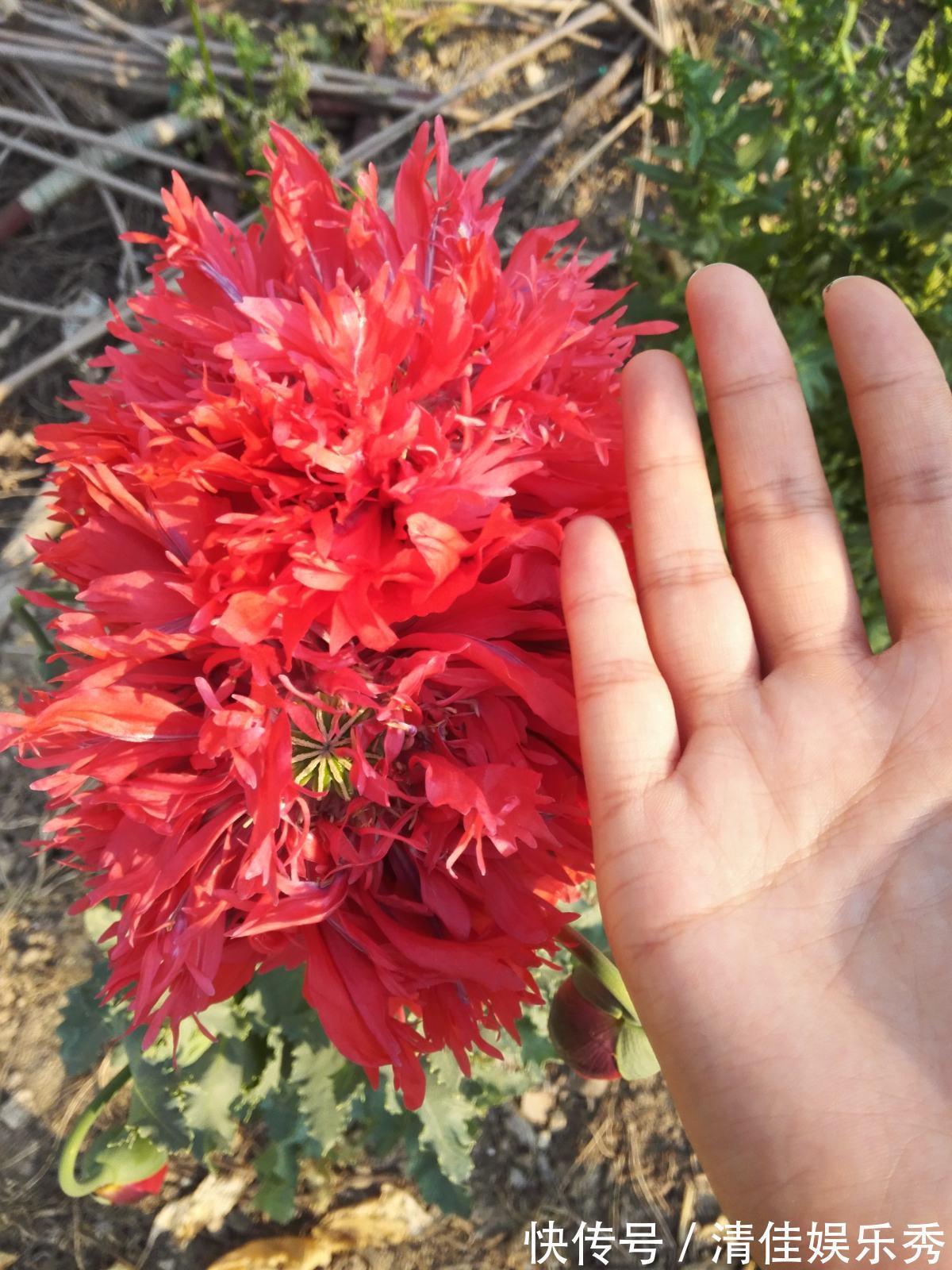 1种花千万不能碰,只要养1棵,就可能招来“牢狱之灾”