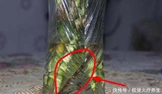 肥料|浇水时加点小东西，植物用了呼呼长，连肥料都省了！