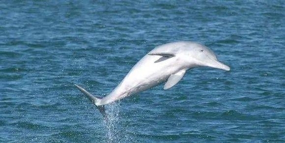 动物|一百年来,中国灭绝了多少动物?