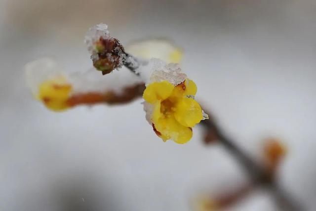 油菜花|春雪漫卷，蓬莱阁的美藏不住了！