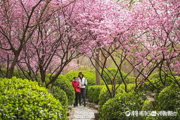 一片粉色的花海，好美！济南百花公园碧桃盛开来打卡啦