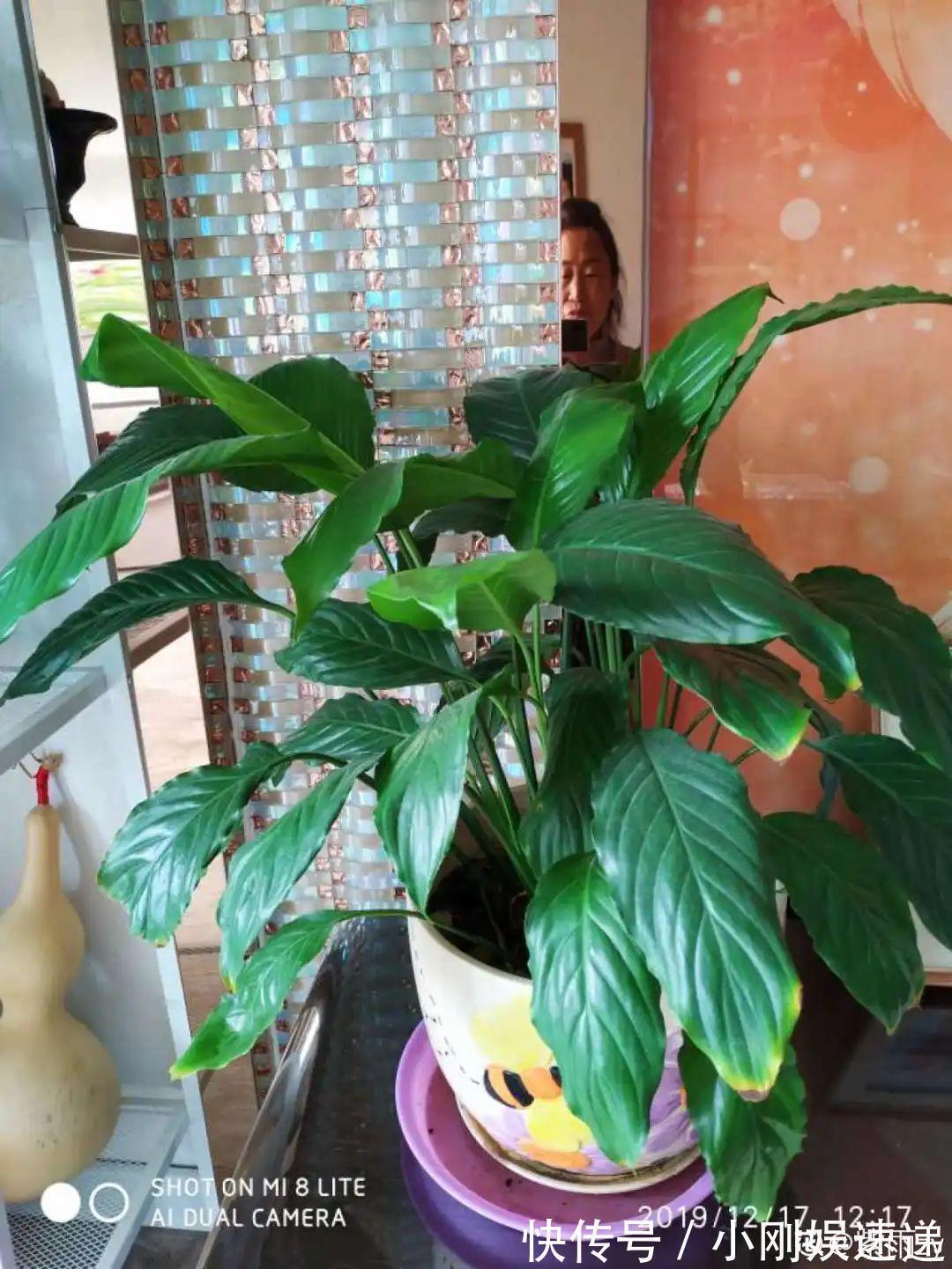 叶片|10种花特怕晒,越晒越黄叶,搬阴凉地儿才能活!