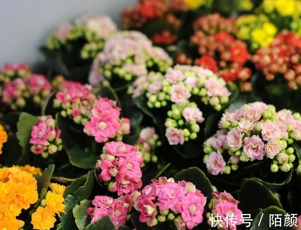 你的长寿花还没长花苞，这样做花苞蹭蹭往外冒