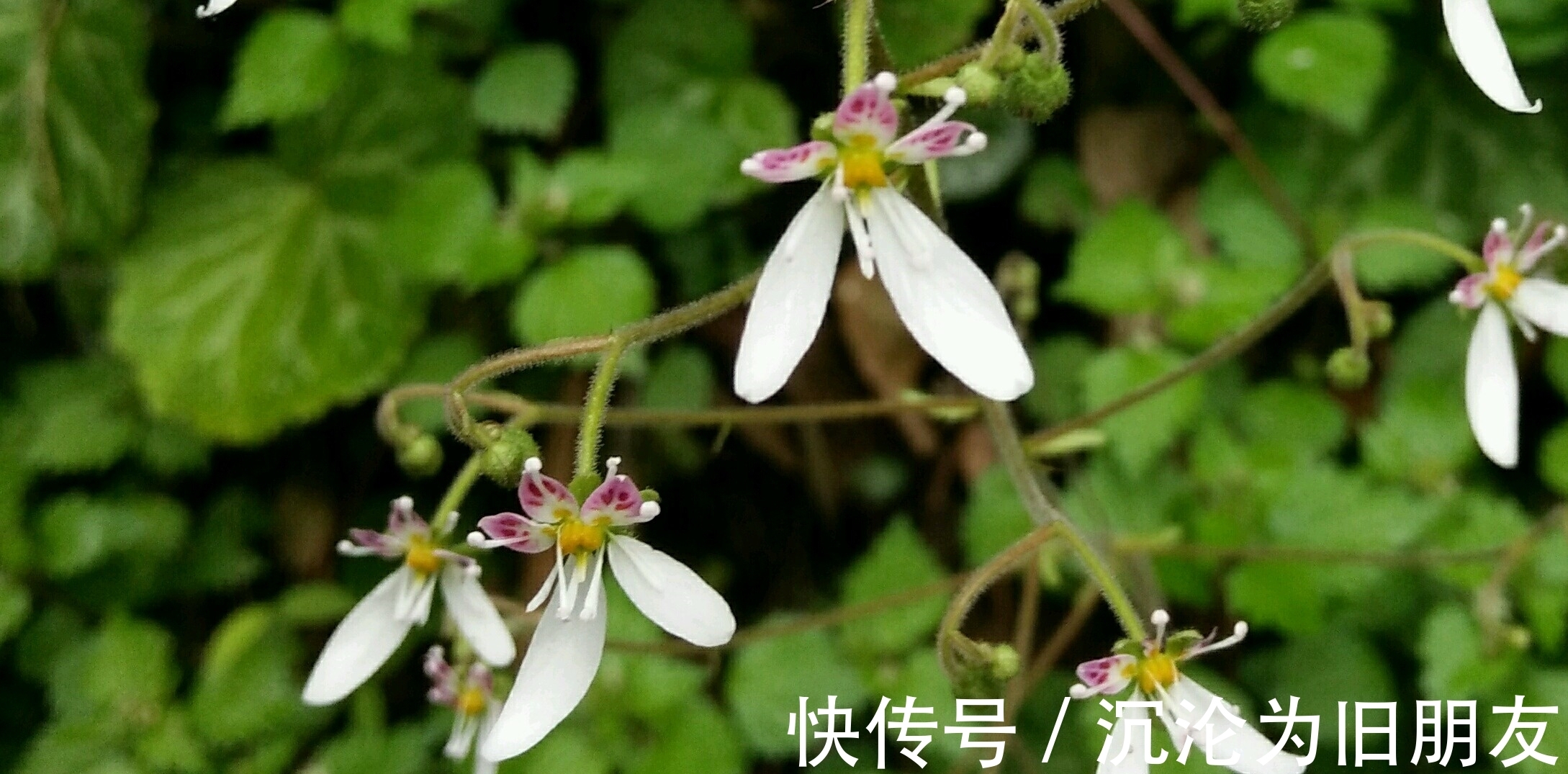 此花生命力顽强,能够在岩石裂缝处生存生长,象征着有较长的坚持