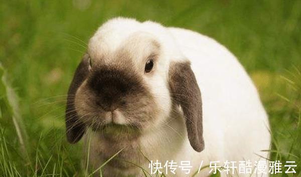 福泽|农历哪几个月出生的属兔人，天生旺人旺己，福泽深厚，事事顺遂
