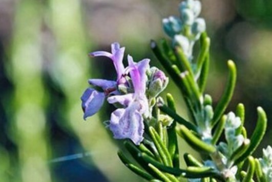 此花被罗马人称为神圣之草,泡水可增强记忆,可用来表达爱意