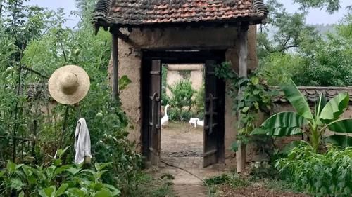 桃花林|世有桃源，不慌不忙