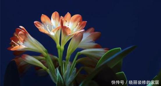 花盆里放点此个，一个月就爆盆了，两年都不黄叶