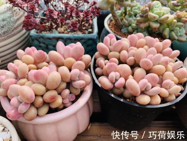 小苗|多肉植物小苗“度夏”难,教你4招,长出“小嫩叶”,根系壮!