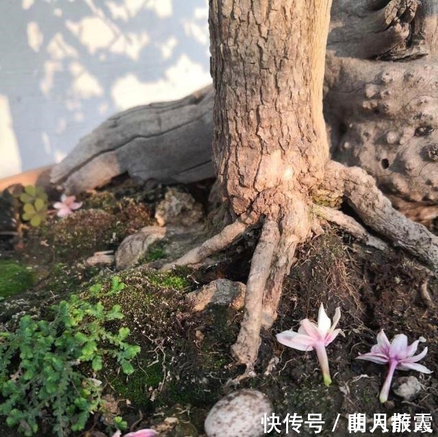 盆栽|此4种花卉，小苗的时候“不值钱”，多养今年“太值钱”，高价格！