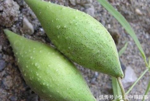 这4种农村野果，正在渐渐消失，全吃过的人没多少，你吃过几种