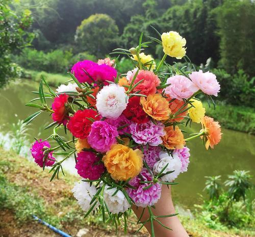 春天养盆太阳花，种子撒在土壤里，发芽快绽放层叠群花！