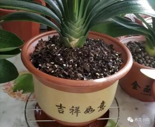 家中养花，盆底垫几种小东西，盆土疏松透气，防止烂根