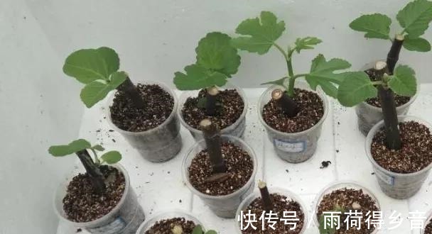 树枝|做无花果扦插,时间一定要“掐准”,插一棵活一棵,不愁没吃的!