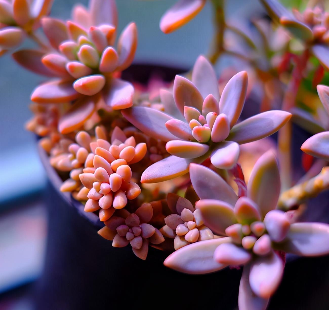 6种风车草属多肉植物 各有特色 你喜欢哪种呢 粉紫色 6种风车草属多肉植物 各有特色 你喜欢哪种呢 粉紫色