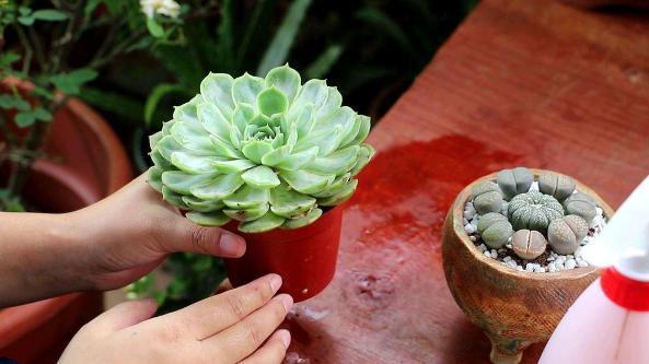 株苗|10度养多肉，不拖延这3件事，越冬后才不会仅剩空盆、垃圾