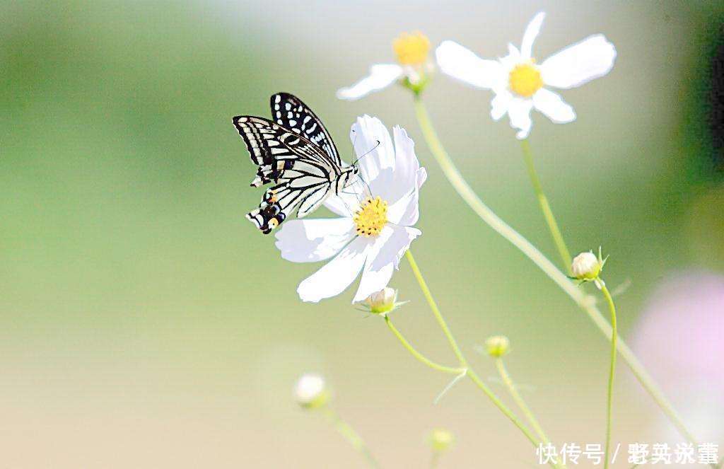 欧阳公|欧阳修最经典的一首词,开篇就是名句,李清照也赞不绝口