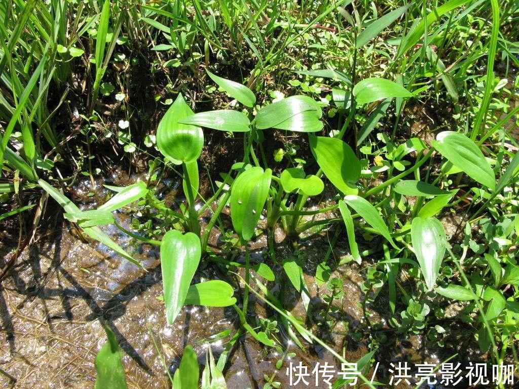 营养|水田边的一种“竹叶”,过去常用来喂猪,营养好,如今成稀罕野菜