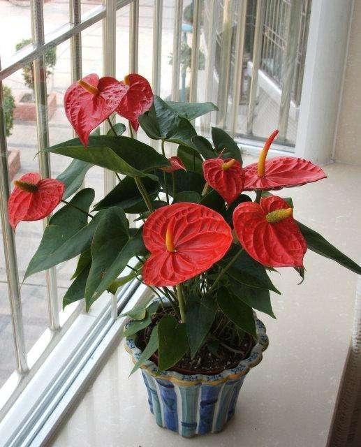 养红掌，做好“这一点”，全年疯长，叶子油绿红艳艳